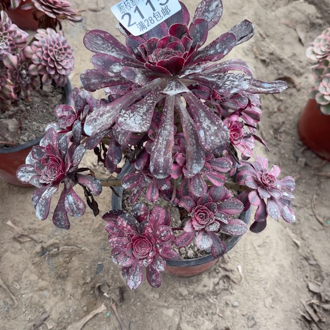 M. 2115丽娜多肉123