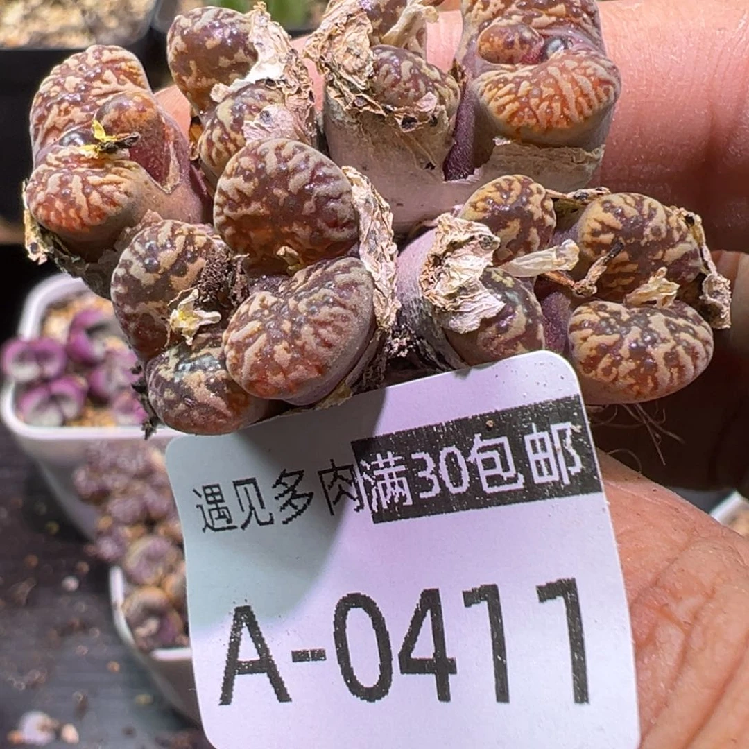 多肉植物11111111111