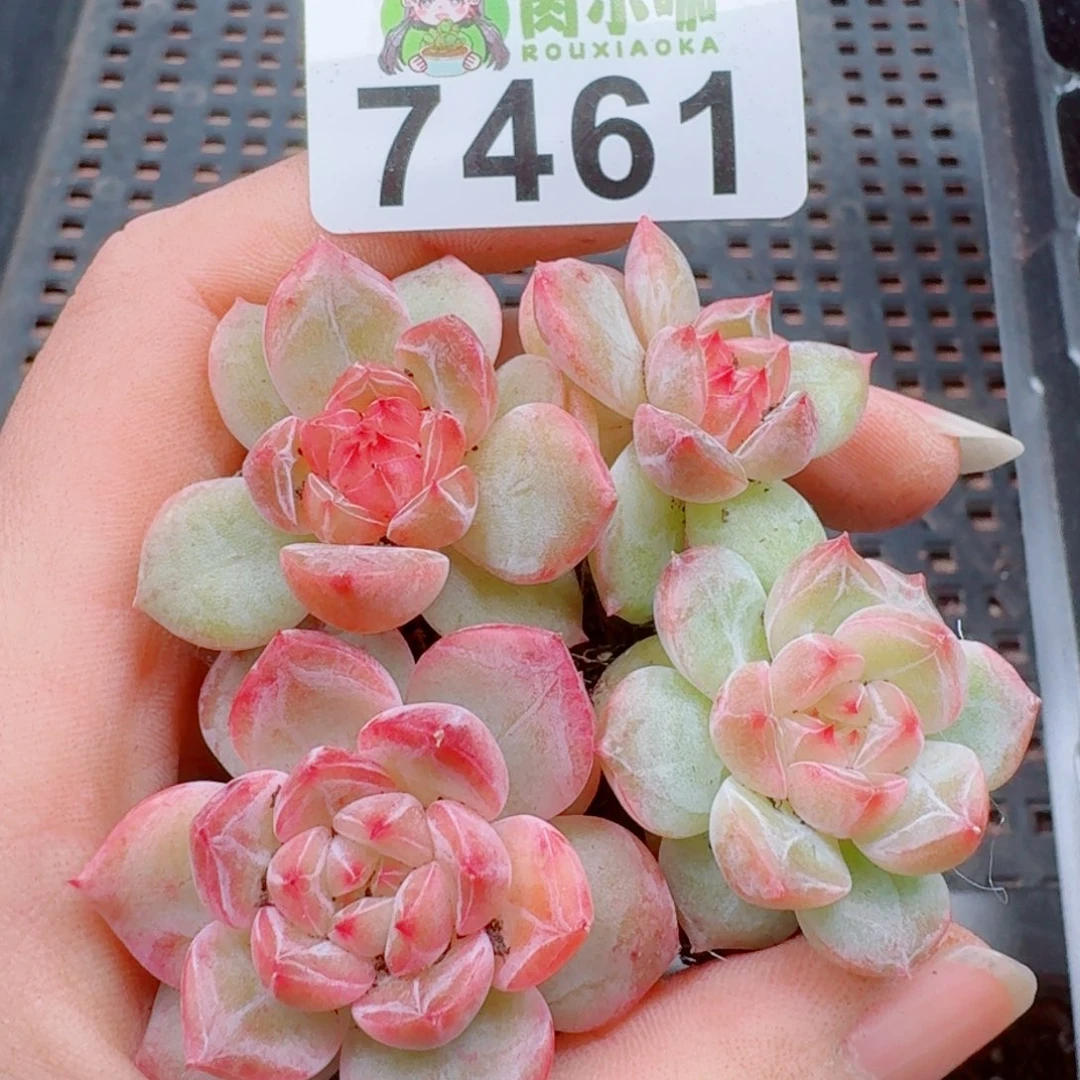 多肉植物多肉植物
