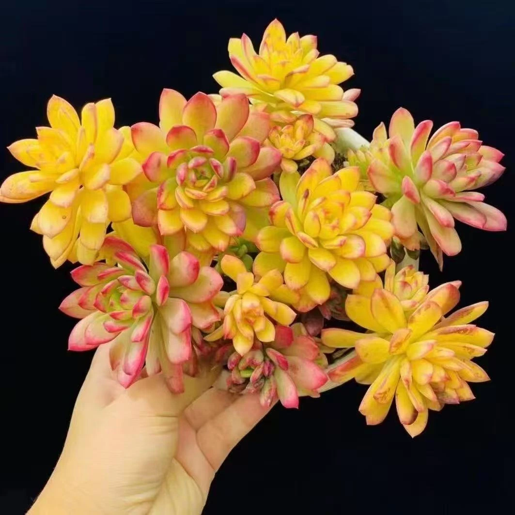 【七彩云南叮当锦】带盆带土 柚子多肉 多肉植物