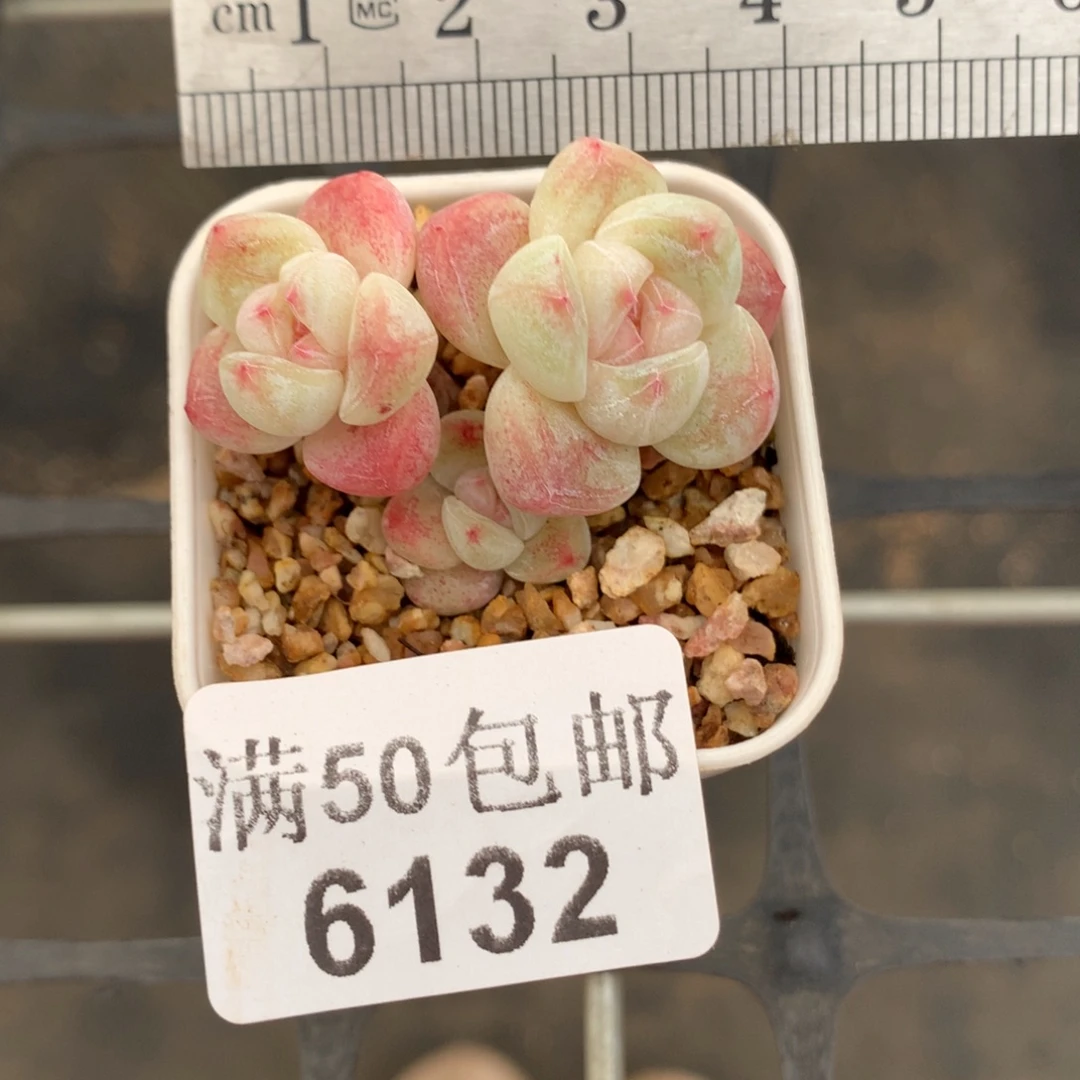 6132三头小树冰玉冠服4