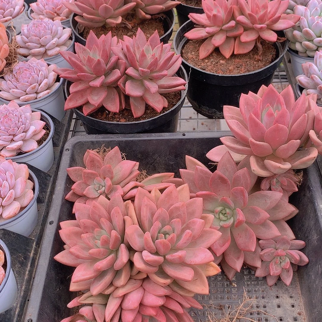 赫菲虞24678990000000