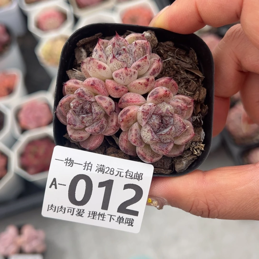 赤水晶多肉多肉多肉多肉多肉多肉