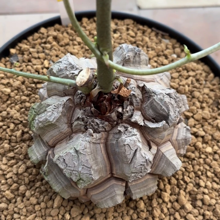 37号精品龟甲龙不退不换