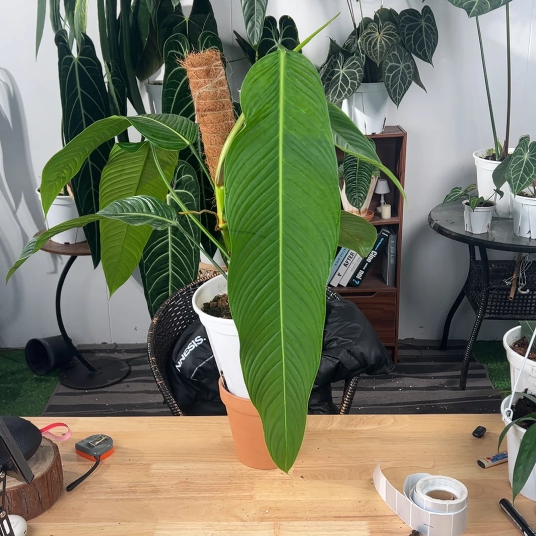 完全开放进口Ph叶长61