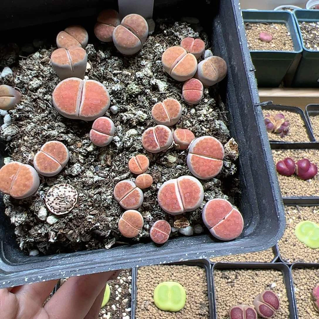 【闪购商品】171 朱唇