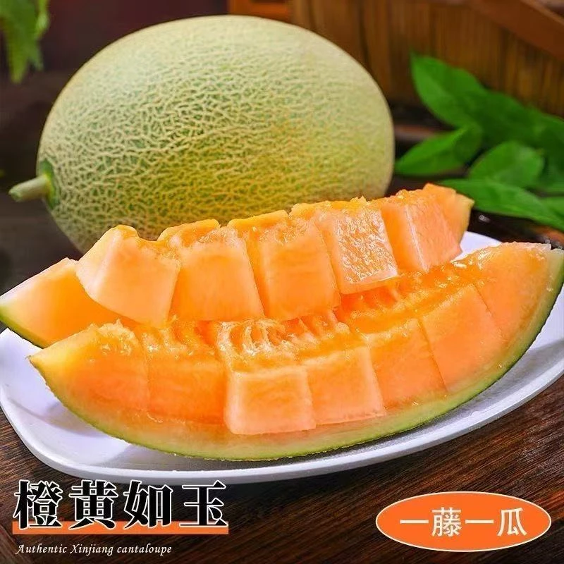 海南沙地哈密瓜一藤一瓜新鲜水果