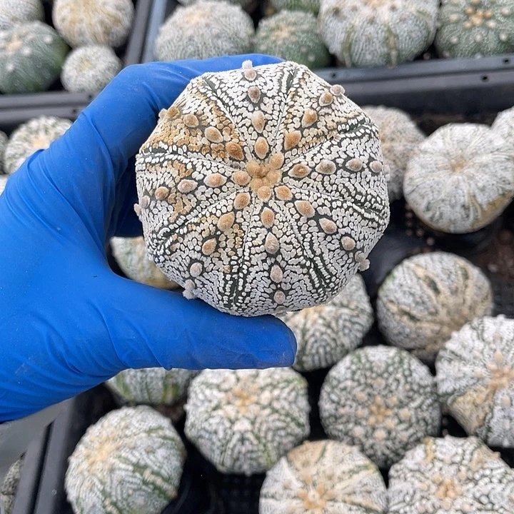 1颗兜瑕疵特价不退换货