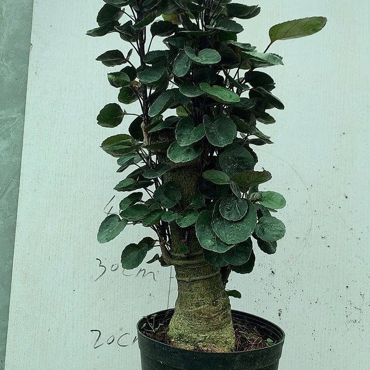 完全开放4555555555