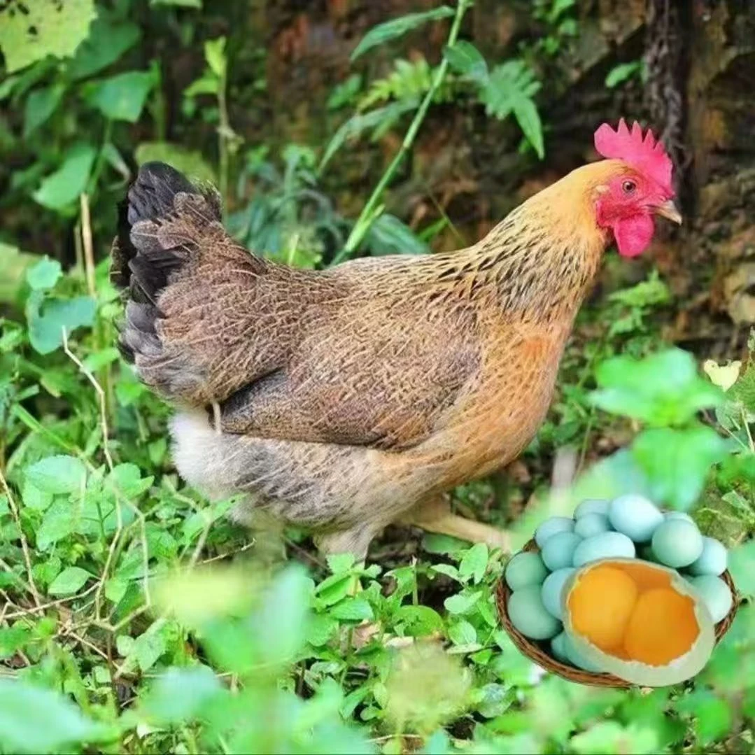 【发4只 单只1.5斤左右】红瑶鸡专线发货包邮DP1