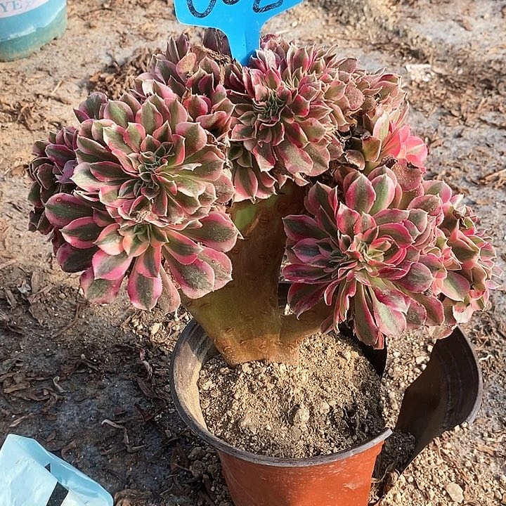 002 一颗女神法师多肉