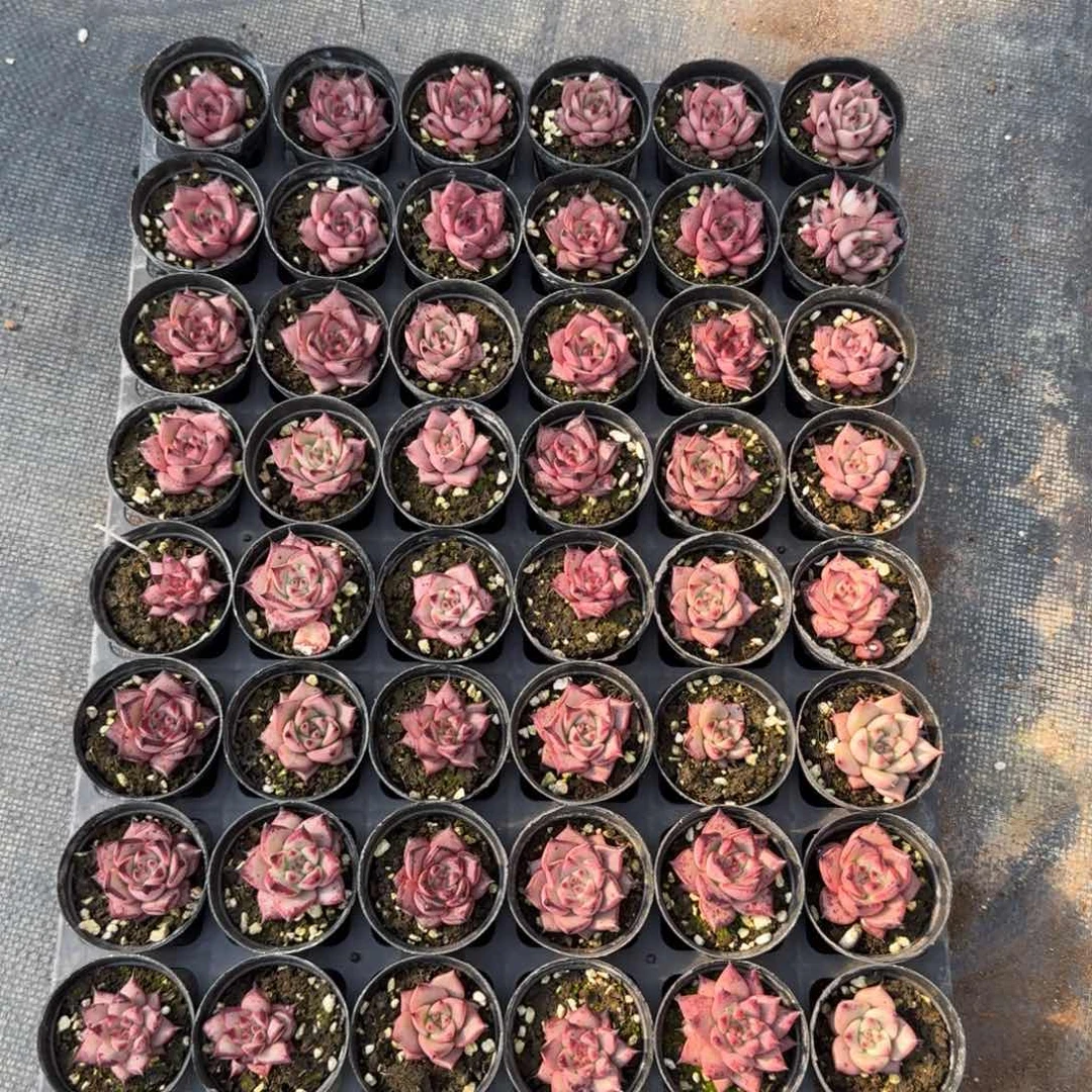 罗密欧一盘量拍25-60