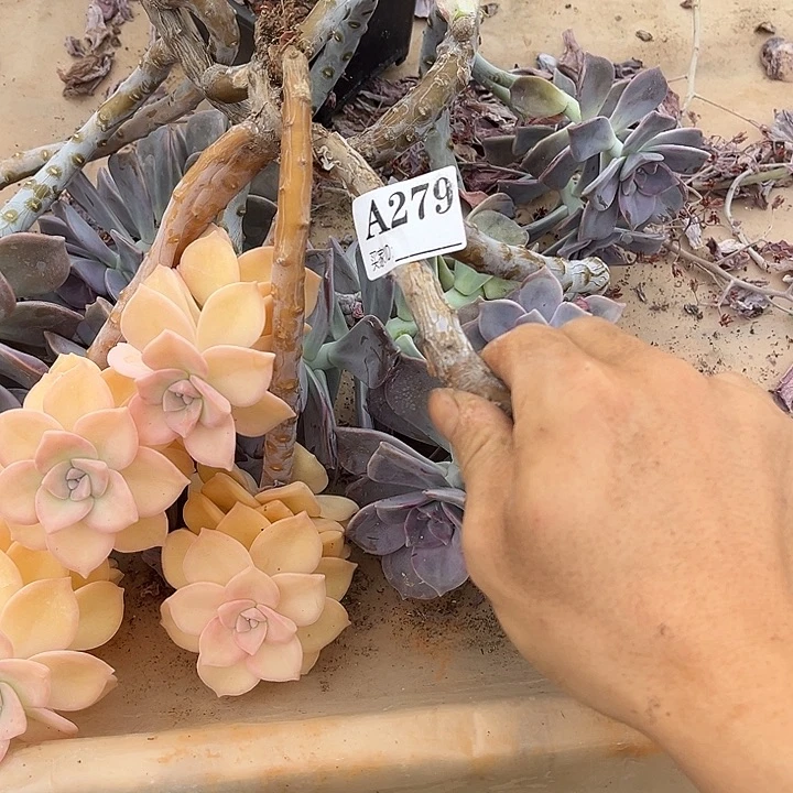 紫乐景断枝A279多肉植物