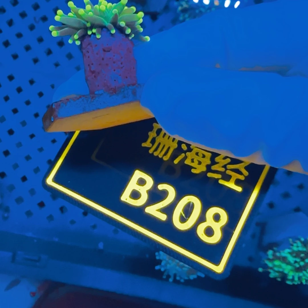 白***歌纽扣珊瑚晓晓不包邮没贡肉绿火柴B208