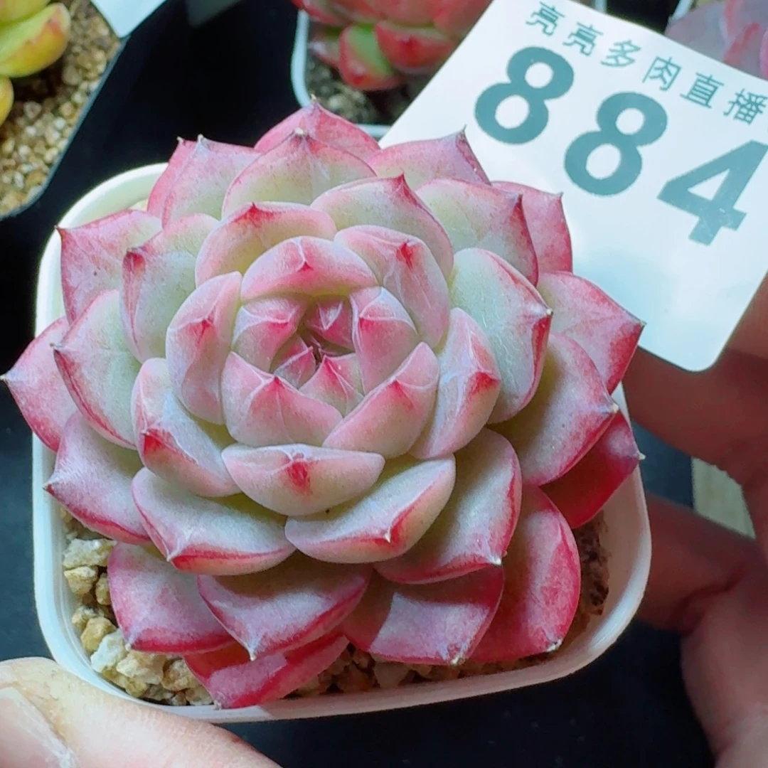 梦冉优选      愿你一路坦途，乘风破浪展宏图