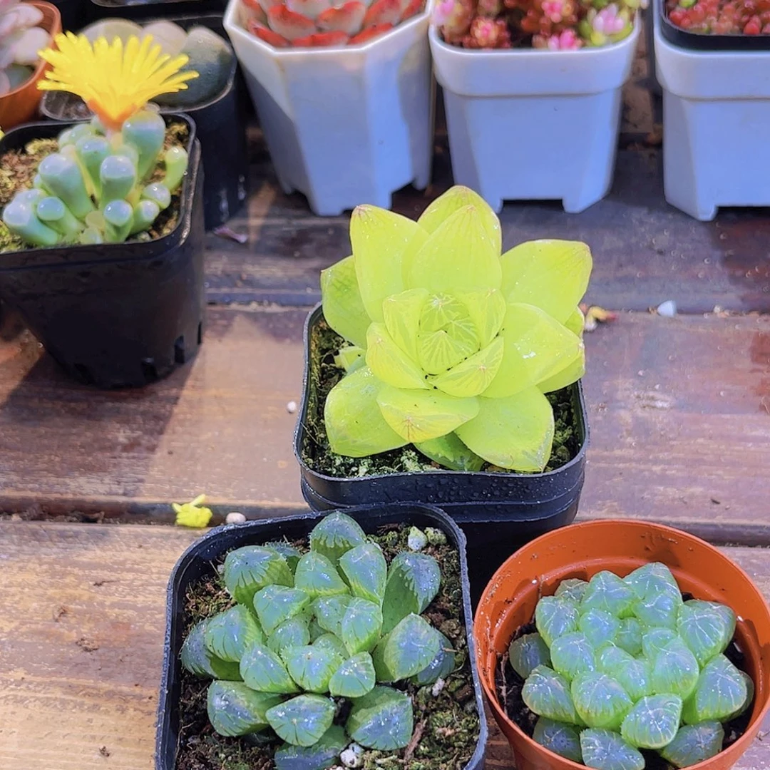 黄金雨露➕姬雨露➕冰灯