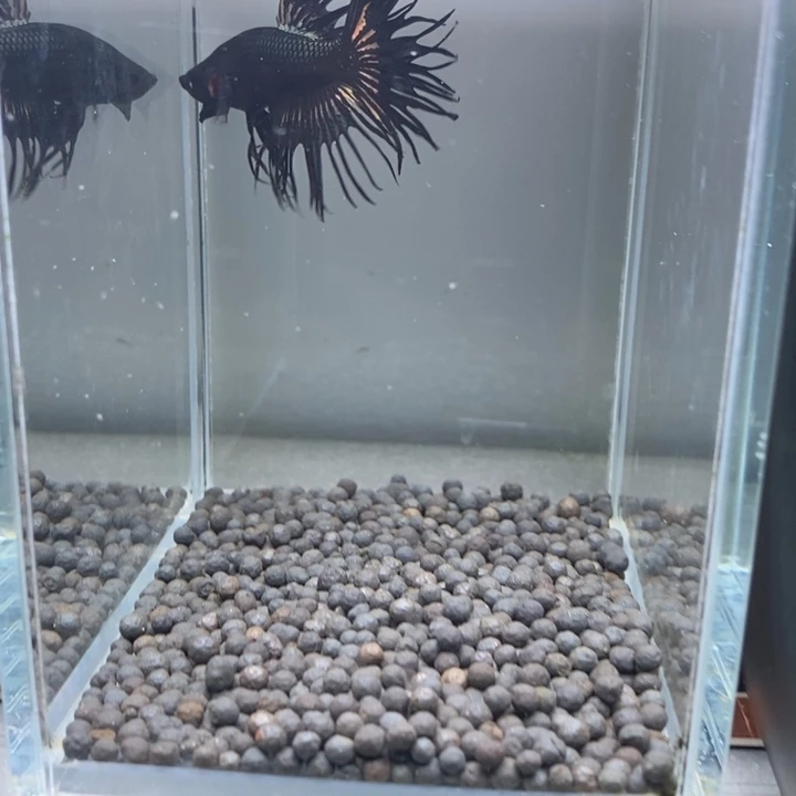 斗鱼泰国斗鱼150号