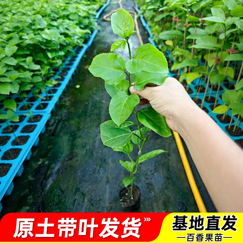 广西正宗百香果苗纯香甜四季黄金百香果树紫香百香果接苗基地直发