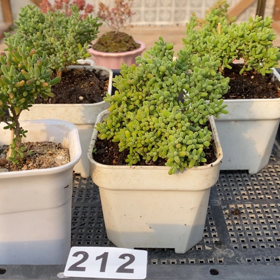 枝干蜜桔糖球来啦212