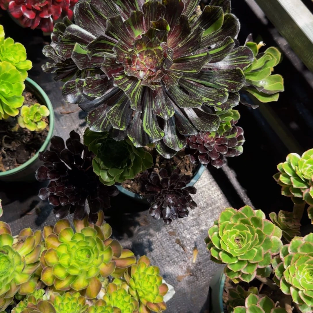 我***家784多肉植物法师号
