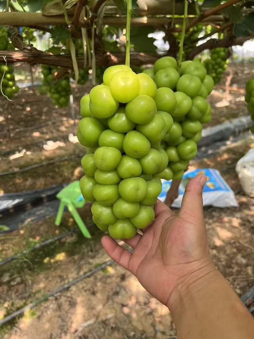 正宗阳光玫瑰葡萄新鲜应季无籽脆甜多汁带玫瑰香现摘现发