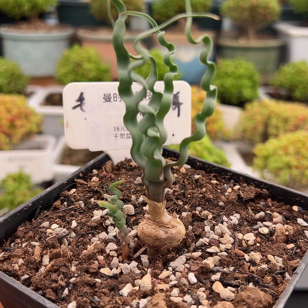 717号大海带弹12.20多肉