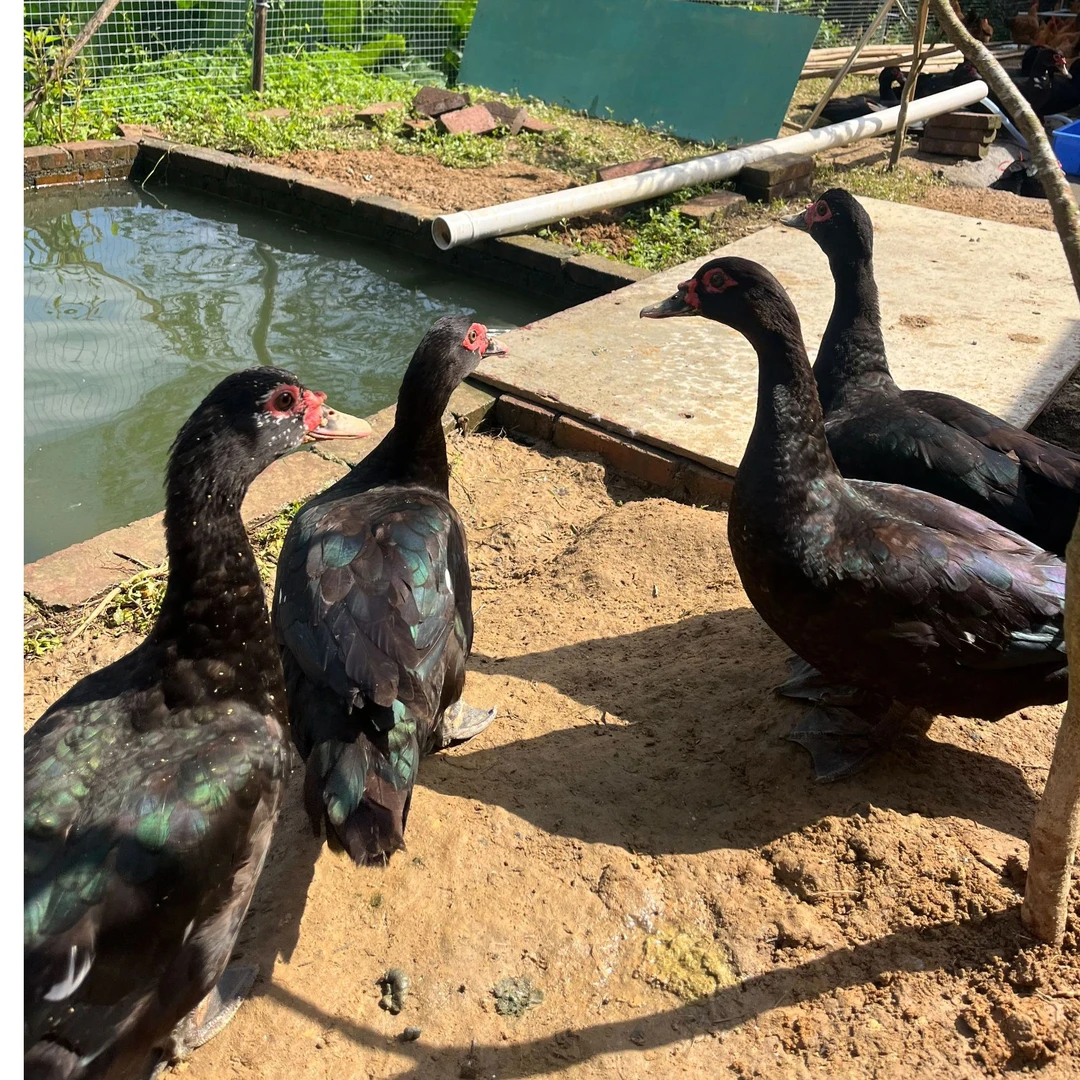 【顺丰包邮现拍现宰】正宗农家散养喂五谷杂粮纯黑胡鸭母