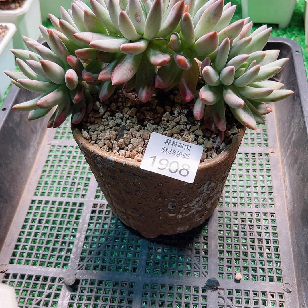 *****多肉一物一拍植物1908