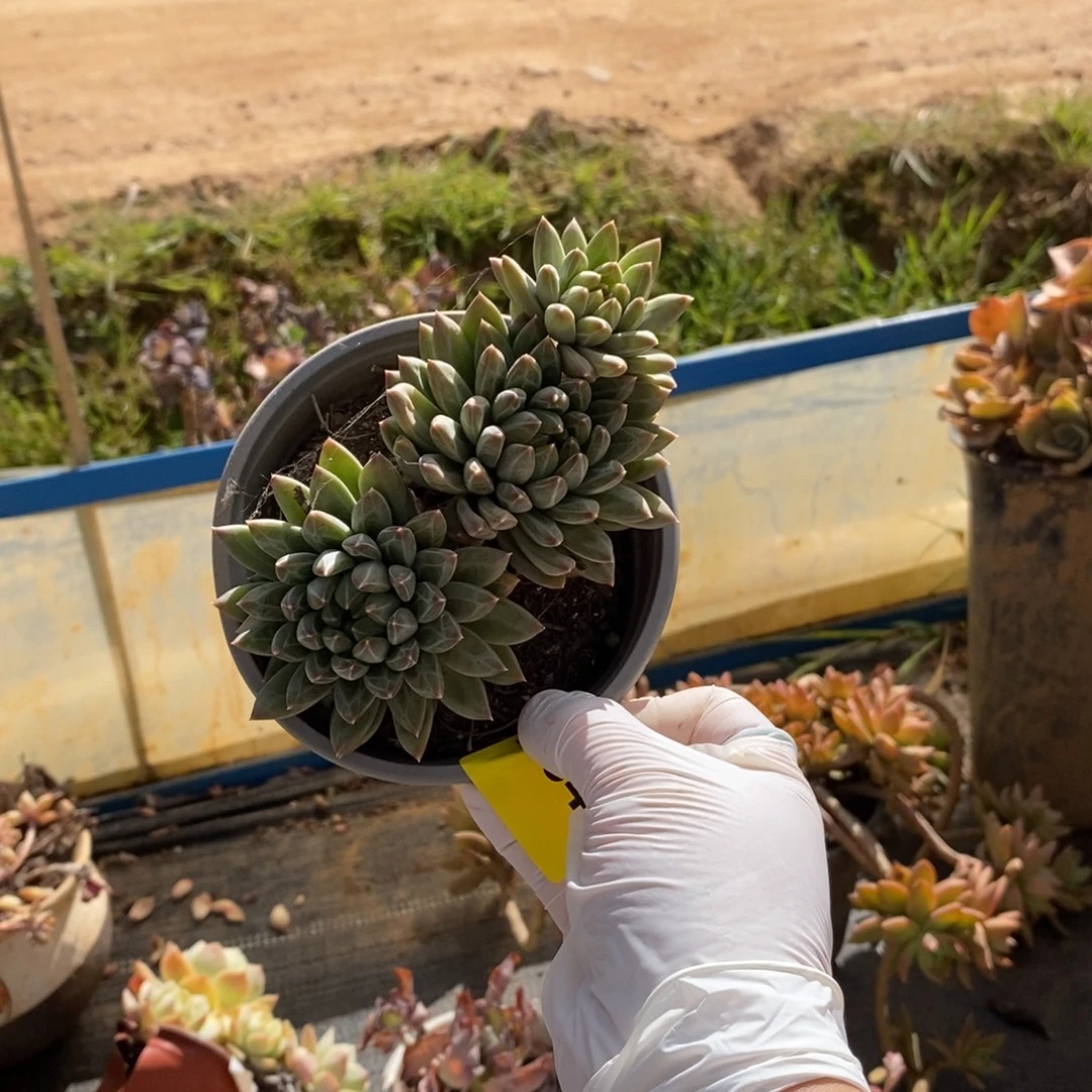 642陨石雪花石一物一拍