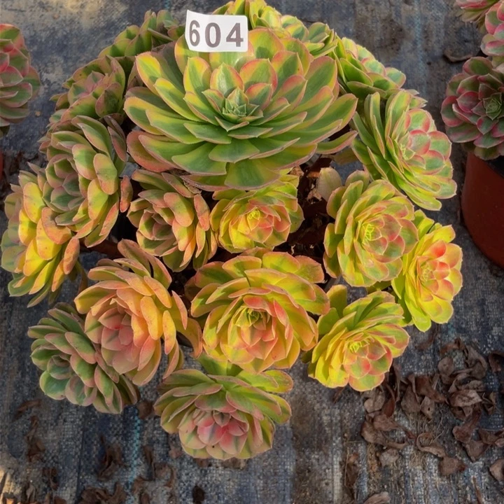 604老庄多肉法师雨荷