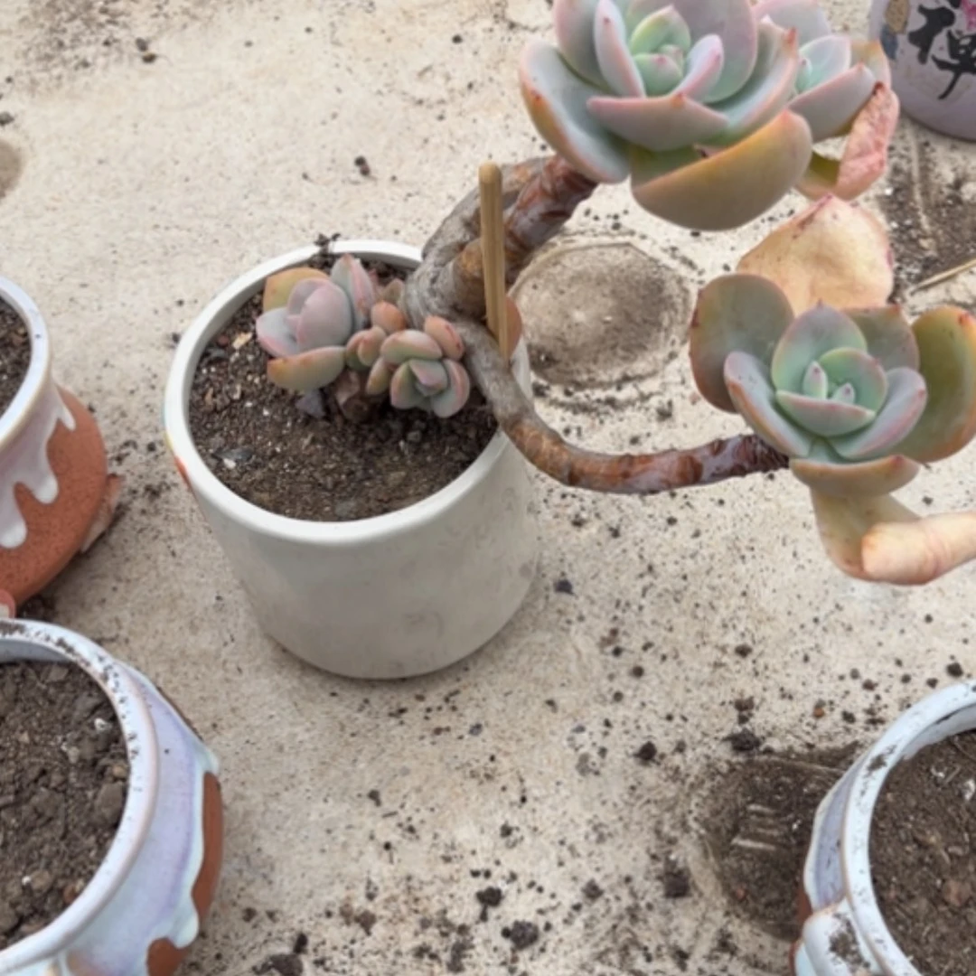 【闪购商品】喜*洋白凤