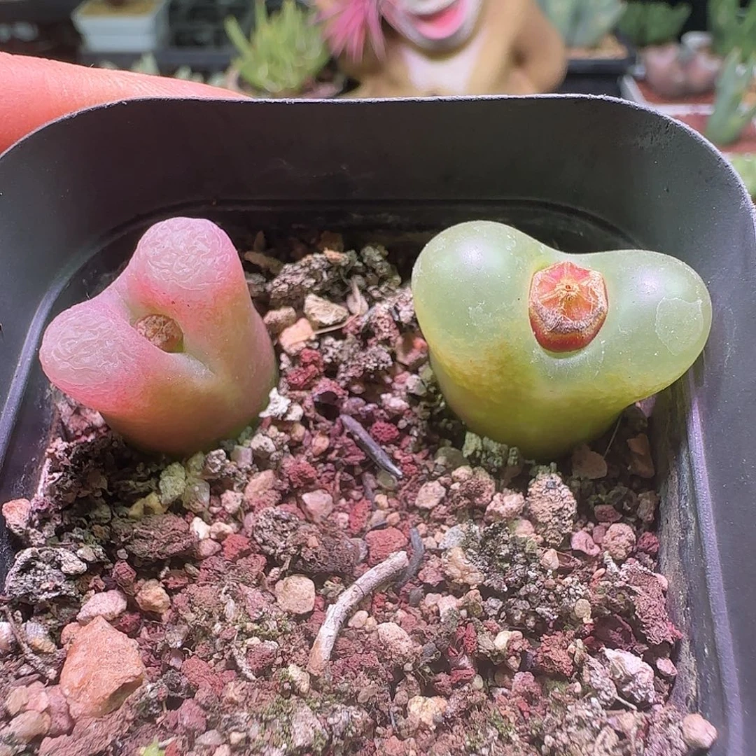 毛。             718