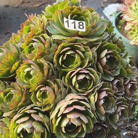 小***薛多肉植物一个