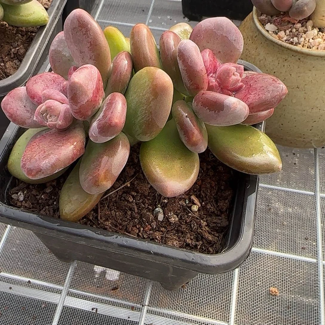从前慢花园精选芒果奶
