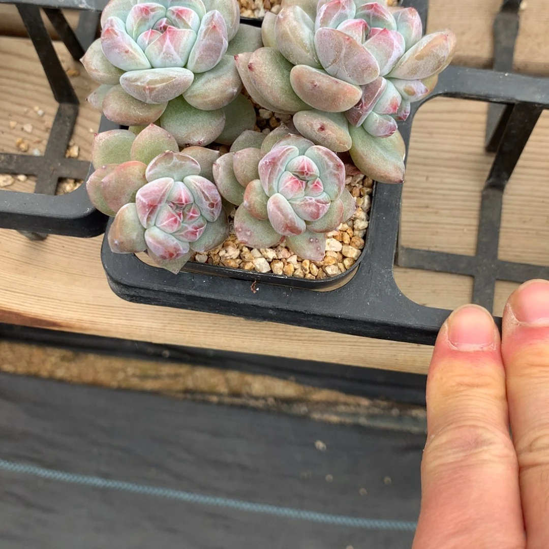 萨***＊萨突尼斯发货多肉
