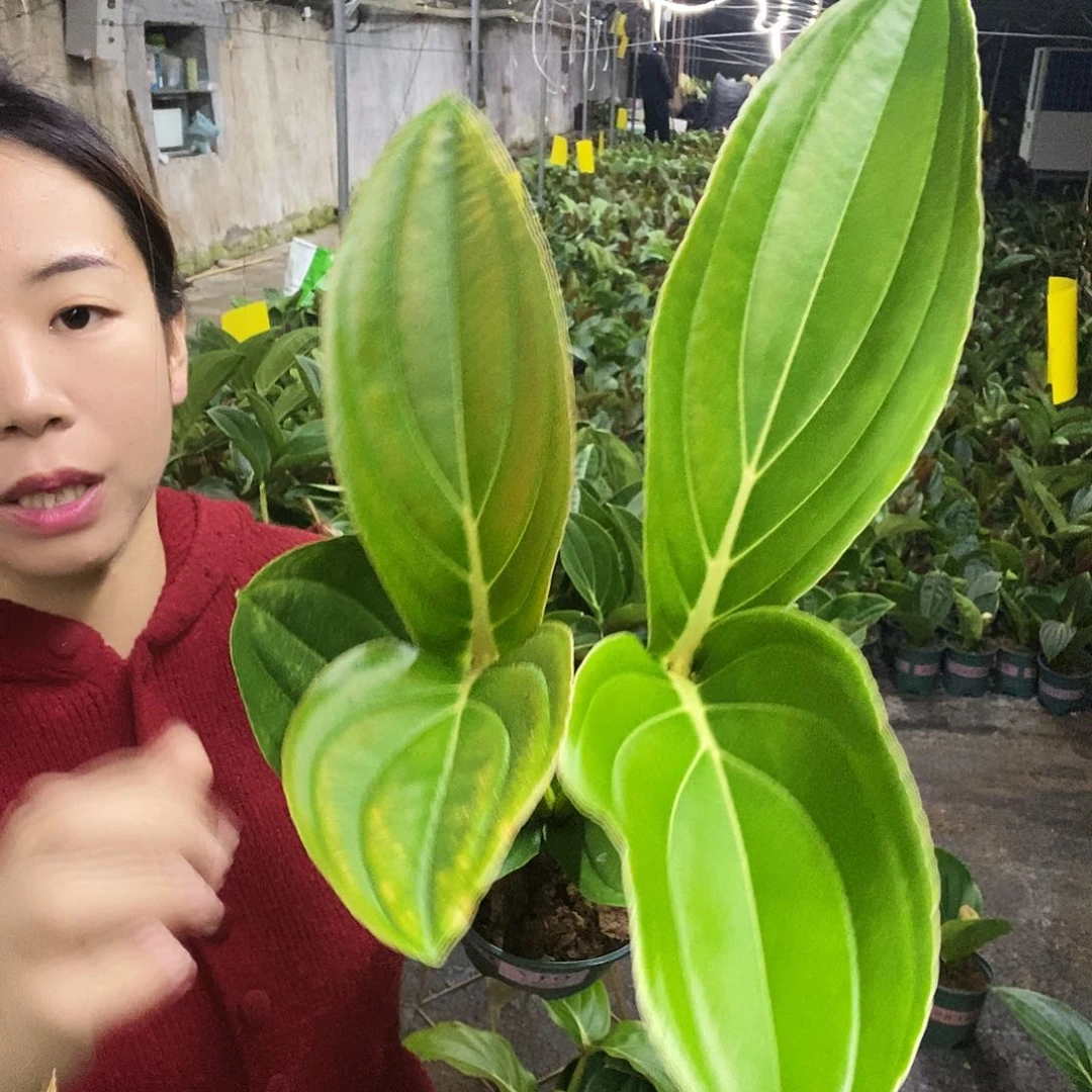 木本植物静*木本花卉017叶损