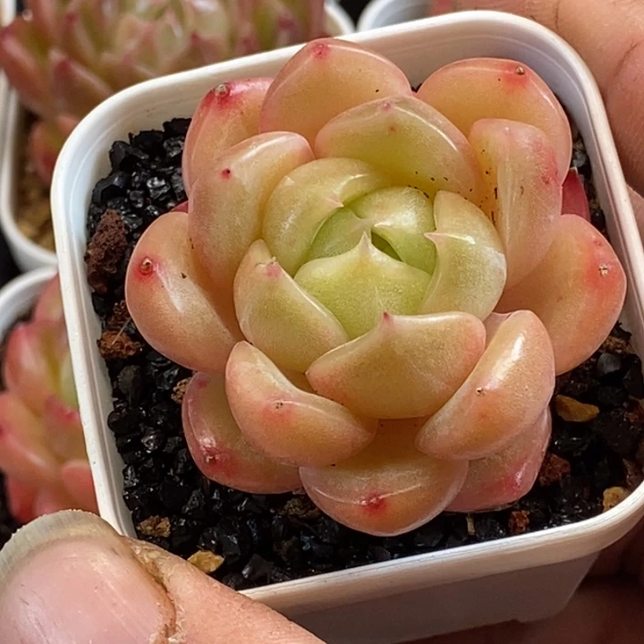 天官赐福百无禁忌