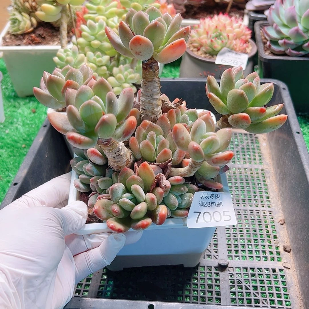 无花朵多肉一物一拍7005