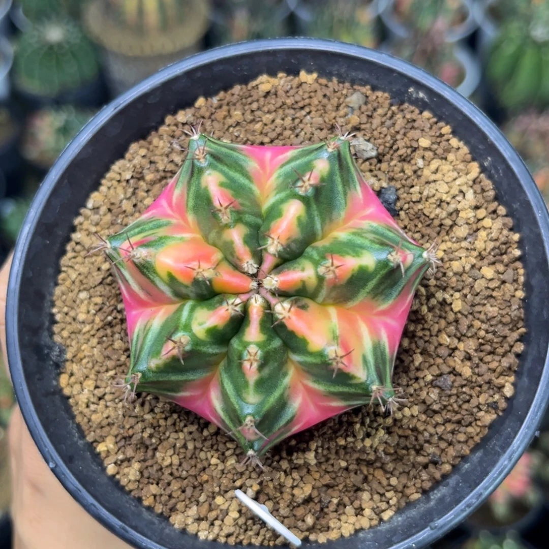 107 泰系米哈锦豪臀带盆土