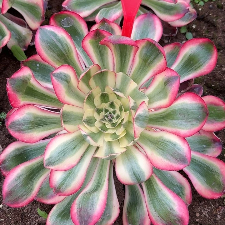 5-34爱丽丝多肉法师