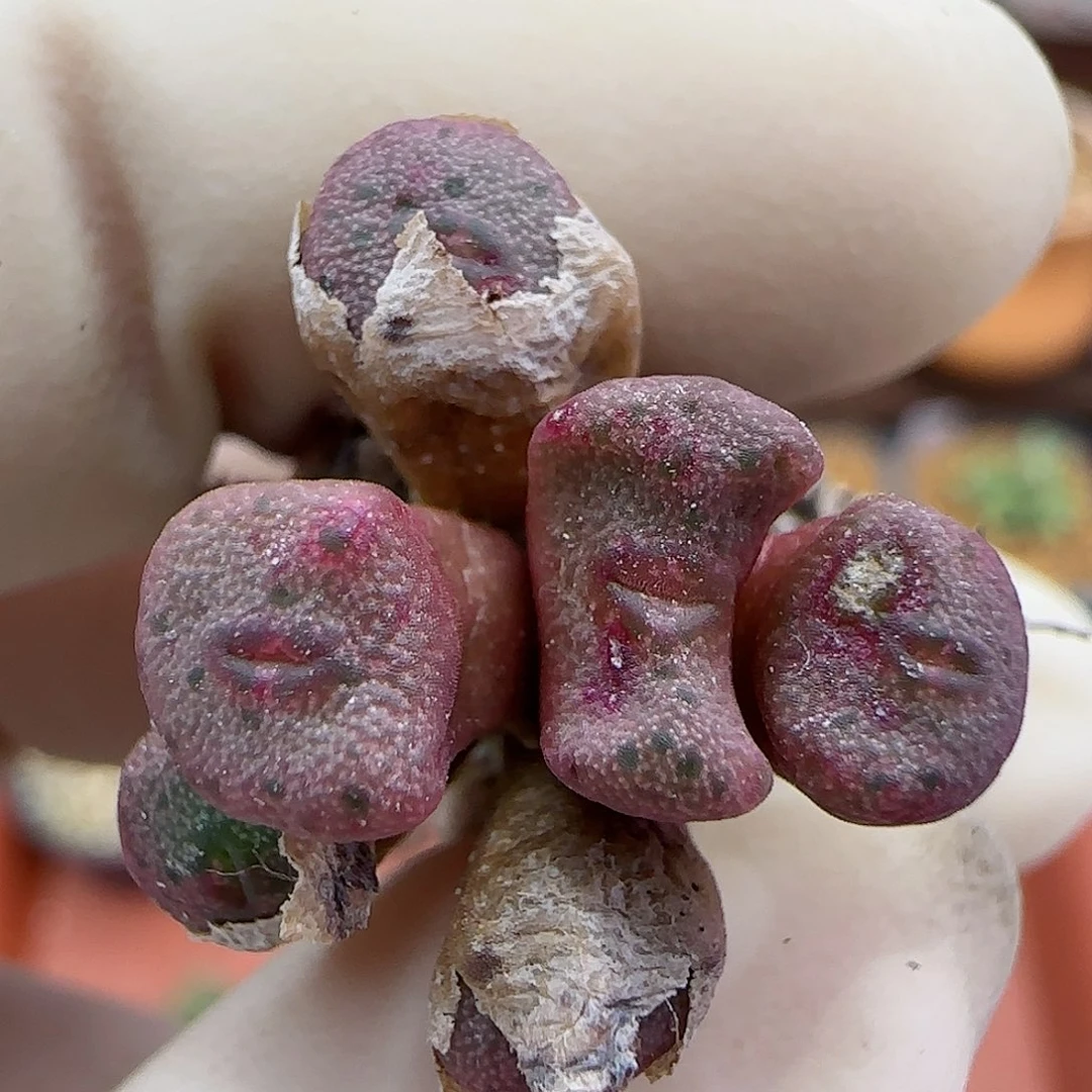 286紫纽扣福利福利