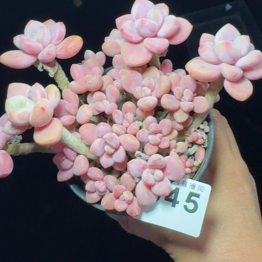 洛神群生整装      愿你一路坦途，乘风破浪展宏图