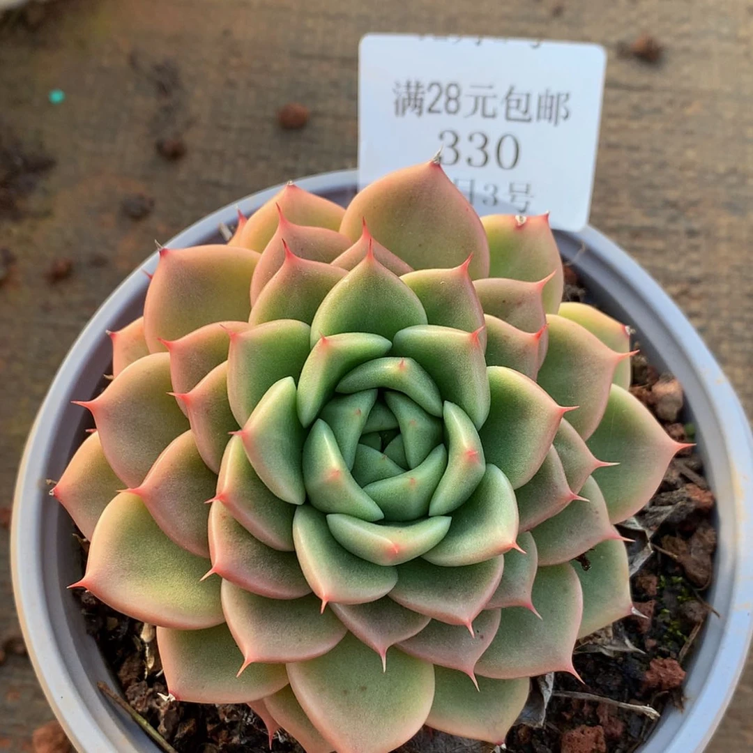 【闪购商品】云330号