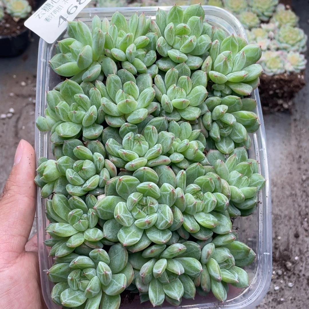 云糖心多肉植物468
