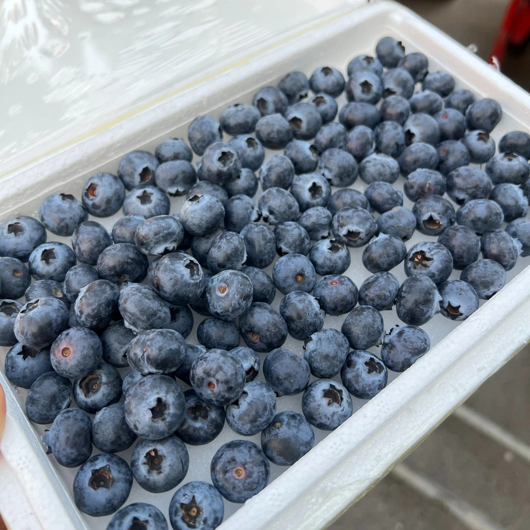 云南花香蓝莓花香味浓郁新鲜蓝莓当季应季直径只发川渝顺丰