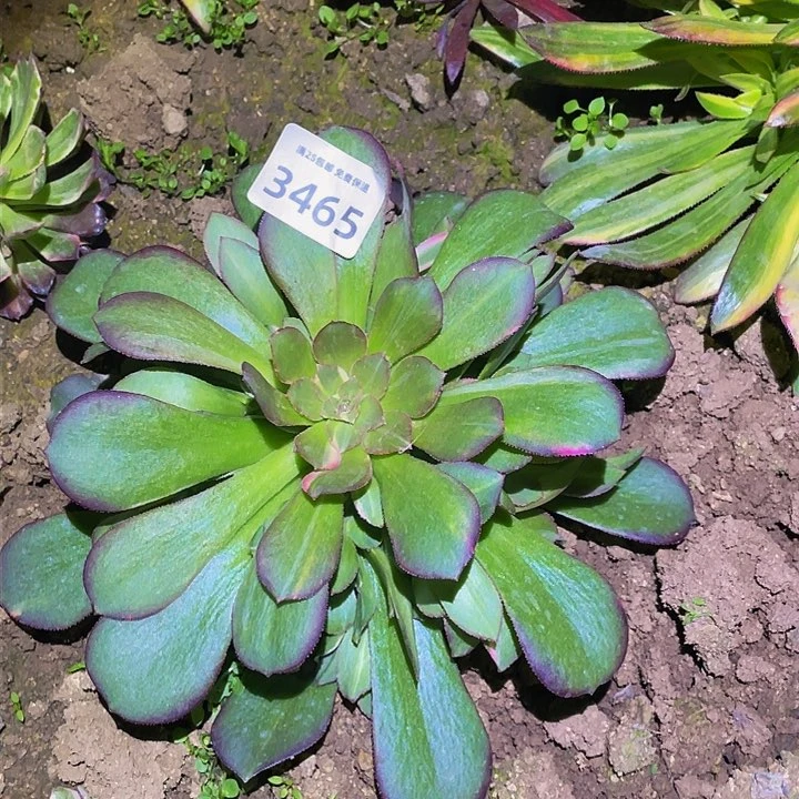 3465韶秀七彩多肉植物
