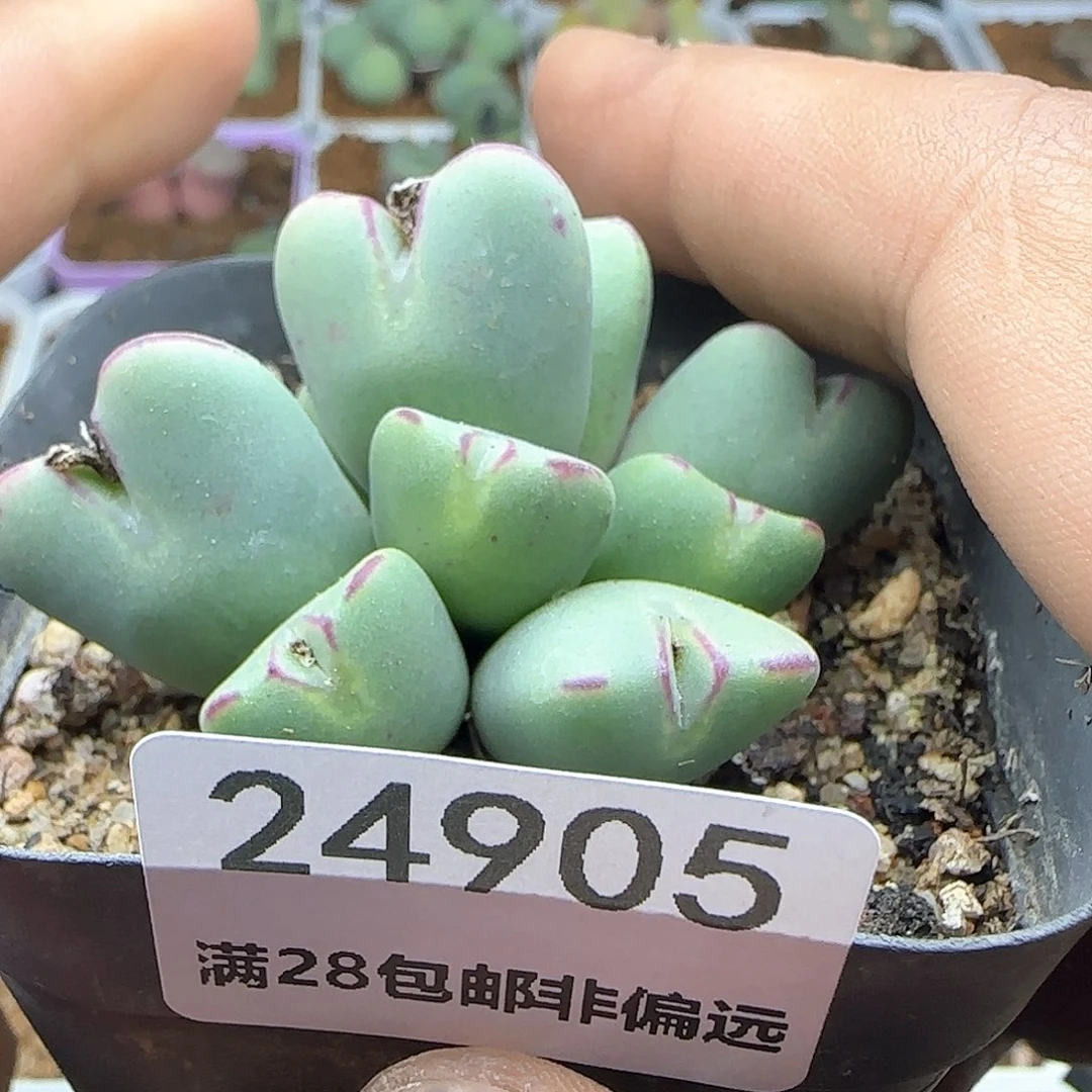 薰****?脱土发货28包邮24905