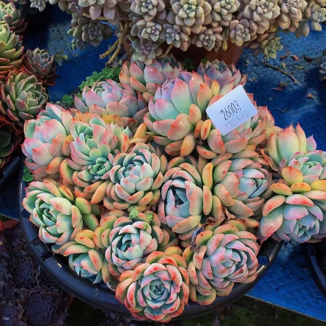 豆***姐     侧影多肉26003