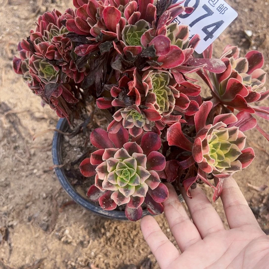 美杜莎缀多肉植物法师1974