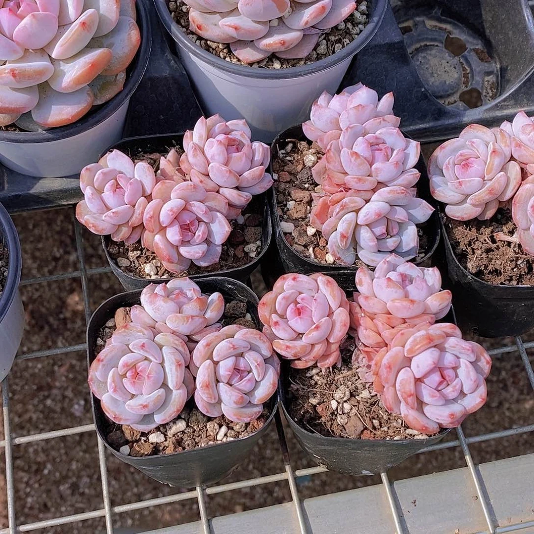 0530- 小脸星星橙三头福利一颗 量拍